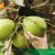 Supplier-Produk-Kelapa-Indonesia
