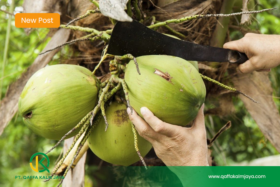 Supplier-Produk-Kelapa-Indonesia