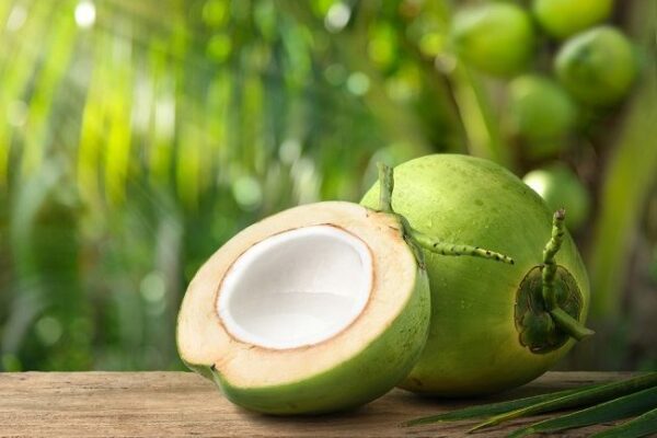 kelapa 1