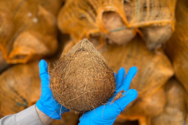 kelapa 2