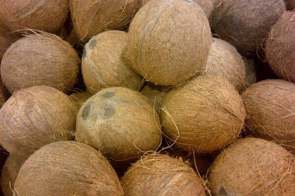 kelapa 3