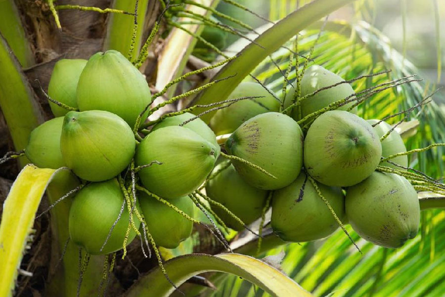 produk - kelapa